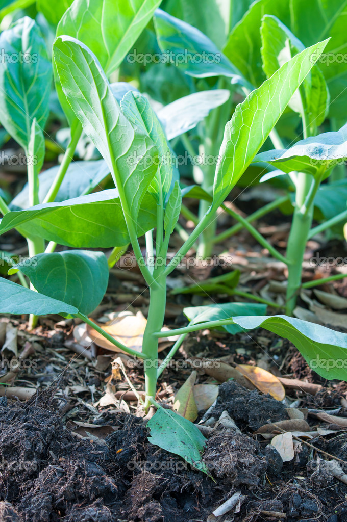 Chinese broccoli or Chinese kale growing in garden — Stock Photo