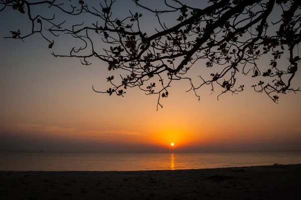 Silhouette d'arbre sur la plage — Photo