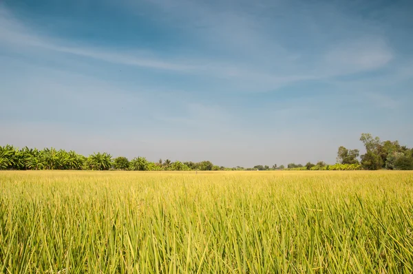 Campo de arroz antes da colheita sob o céu azul — Fotografia de Stock