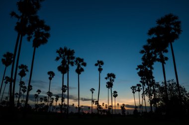 şeker palmiye ağacı üzerinde alacakaranlık silüeti