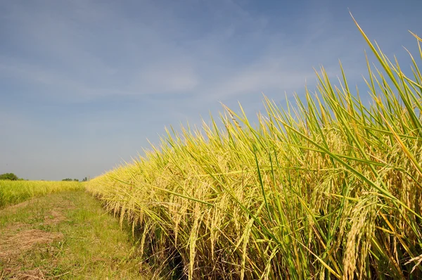 Rice field before harvest under blue sky — Stock Photo, Image