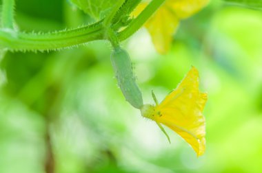 on ağacının çiçekleri salatalık 