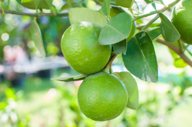 taze yeşil limon ağacı üzerinde