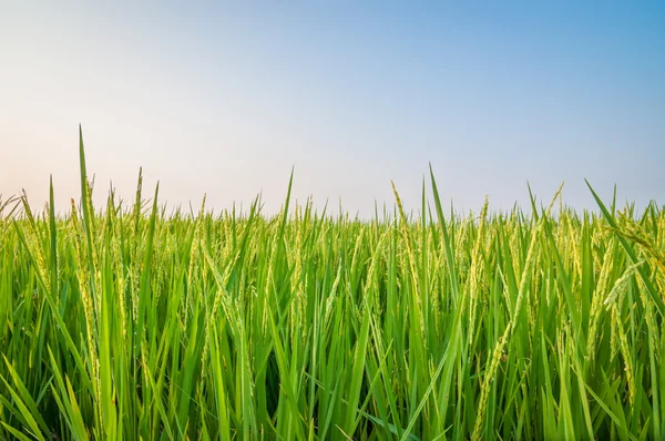 Groene oor van rijst in padie rijstveld — Stockfoto