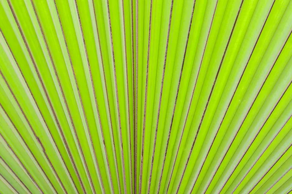 Abstract of green palm leaf nature background — Stock Photo, Image
