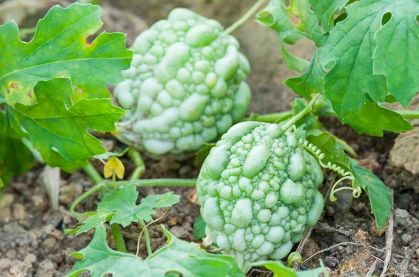 Momordica charantia vert frais sur l'arbre — Photo