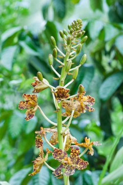 Grammatophyllum specinocum BL, dünyanın en büyük orkide