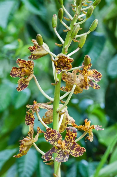 Grammatophyllum specinocum BL., the world's largest orchid — Stock Photo, Image