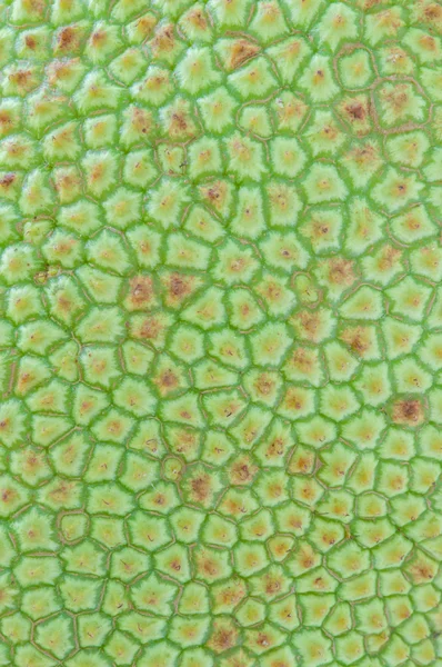 Textura de primer plano artocarpus verde fresco entero (champedak o prohibición — Foto de Stock