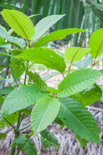 Mitragyna speciosa korth (kratom) a drug from plant — Stock Photo, Image