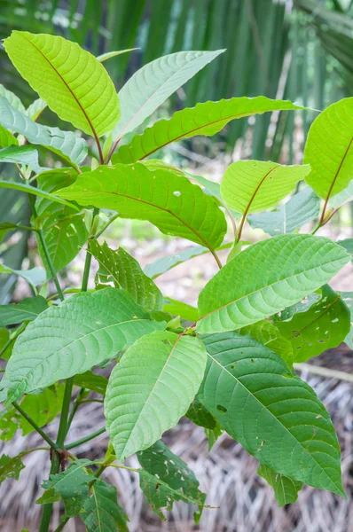 mitragyna speciosa korth (kratom) bir ilaç bitki