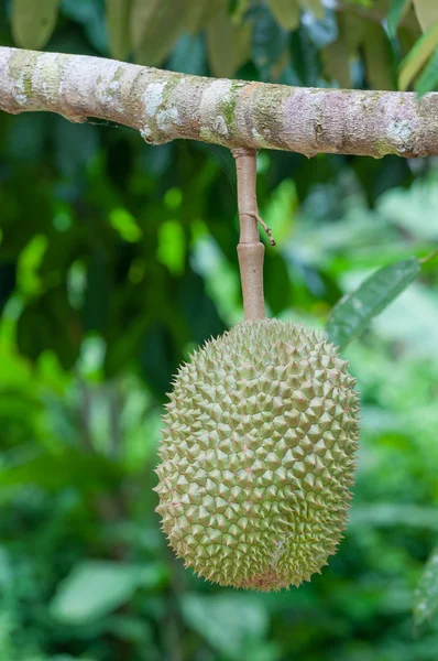 Fresh durian on tree — Stock Photo, Image