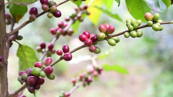 Świeże Owoce Arabskiej Kawy Dojrzewające Drzewie Plantacji Rolnej — Wideo stockowe