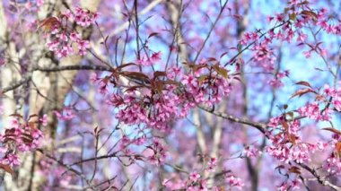 Close-up of blossoming pink Wild Himalayan cherry flowers (Thailand's sakura or Prunus cerasoides), known as Nang Phaya Sua Khrong in Thai at Phu Lom Lo mountain, Loei, Thailand