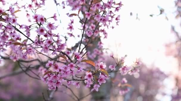 Close Blossoming Pink Wild Himalayan Cherry Flowers Thailand Sakura Prunus — Video Stock