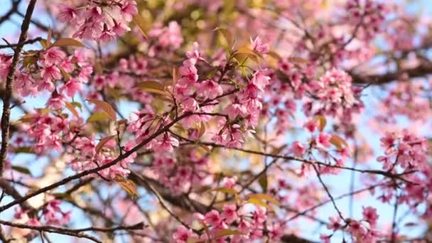 Close Blossoming Pink Wild Himalayan Cherry Flowers Thailand Sakura Prunus — Stock video