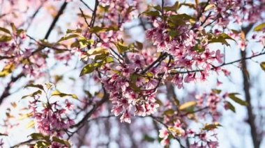 Close-up of blossoming pink Wild Himalayan cherry flowers (Thailand's sakura or Prunus cerasoides), known as Nang Phaya Sua Khrong in Thai at Phu Lom Lo mountain, Loei, Thailand