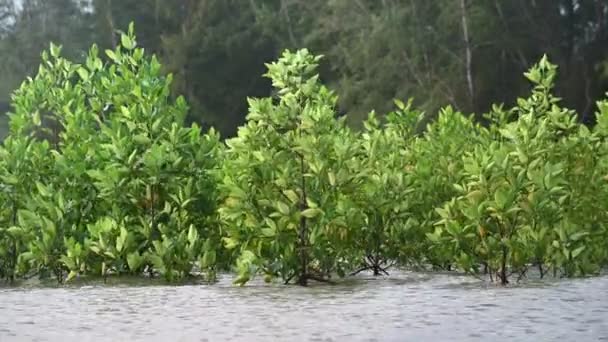 Pohon Bakau Hutan Bakau Dengan Akar Ranting Tumbuh Air Mereka — Stok Video