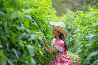 Domates tarlasında çalışan genç Asyalı kadın, sebze bahçesi.