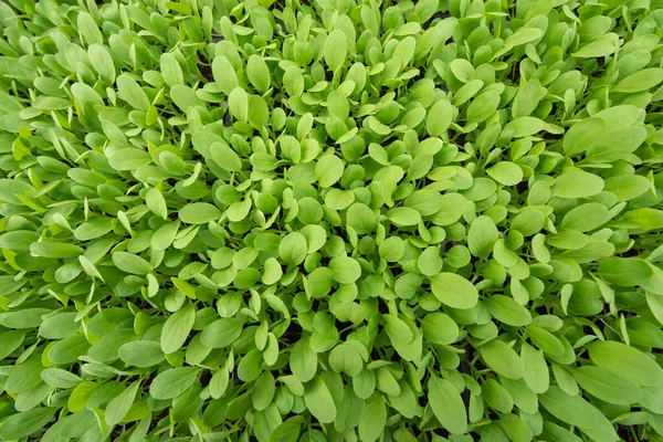 Small Seedlings Lettuce Growing Cultivation Tray — Stock Photo, Image