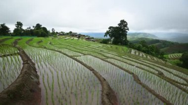 Dikim mevsiminde Ban Pa Bong Piang 'ın terasında güzel pirinç tarlaları, Chiangmai, Tayland