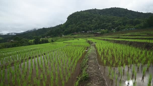 泰国清迈潘邦坪梯田上美丽的风景稻田 播种季节 — 图库视频影像