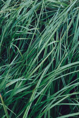 Rusya 'nın güneyindeki dağlarda su damlaları olan yeşil ıslak çimenler.