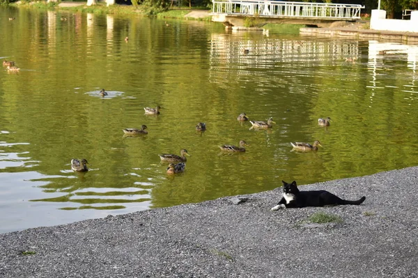 Kucing Hitam Dan Putih Terletak Pantai Danau Kota Dekat Bebek — Stok Foto