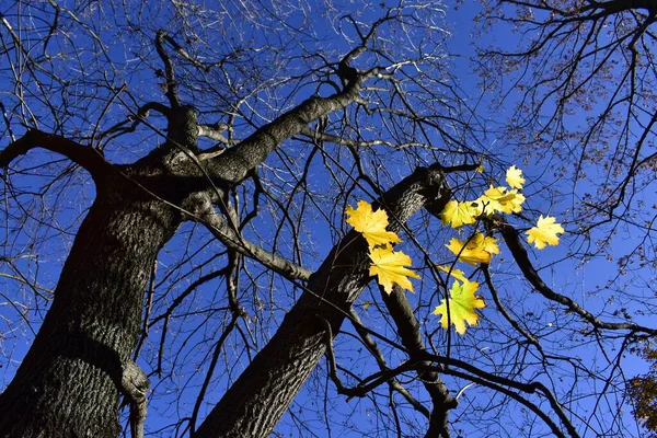 Las Últimas Hojas Amarillas Árbol Arce Día Claro Otoño —  Fotos de Stock