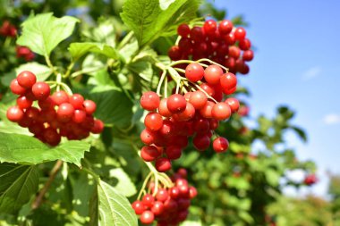 Açık bir sonbahar gününde, bahçedeki dallarda olgunlaşmış viburum demetleri