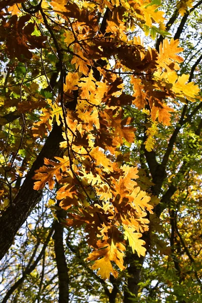 秋の森のオークの木の枝のクローズアップ — ストック写真