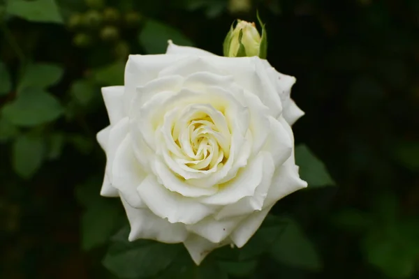 Vista Superior Una Rosa Blanca — Foto de Stock