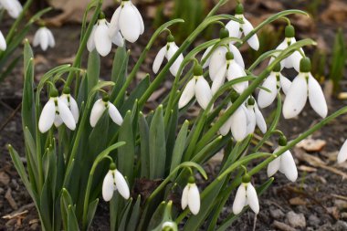 Bir bahar günü bahçedeki Galanthus çiçekleri
