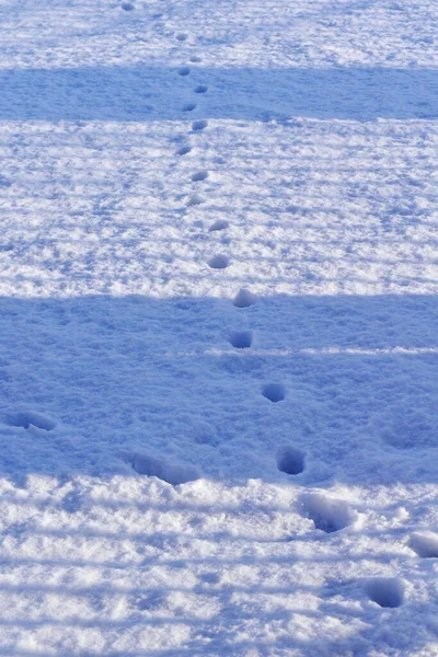 Pegadas Gato Neve Com Sombras Cerca Início Manhã Inverno — Fotografia de Stock