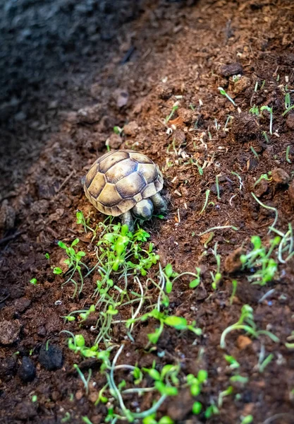 Baby Turtle Earth Eating Young Plant Shoots Macro Selective Focus — Fotografia de Stock