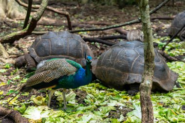Dev Seyşeller kaplumbağaları ve tavus kuşu Prizon, Zanzibar, Tanzanya 'daki parkta