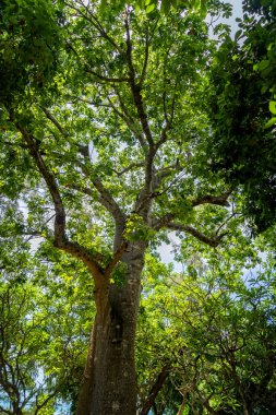 Zanzibar adasında izole edilmiş güzel bir tropikal ağaç. Yepyeni bir kavram. Aşağıdan görüntüle