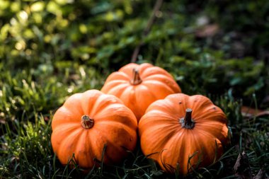 Tahta bir masada üç küçük balkabağı. Rengarenk bir arka planı var.