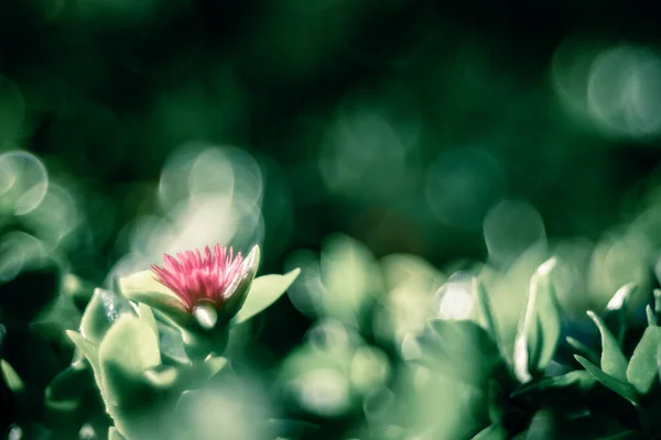 Fondo Primavera Fondo Naturaleza Abstracta Con Flores Rosadas Luces Bokeh — Foto de Stock