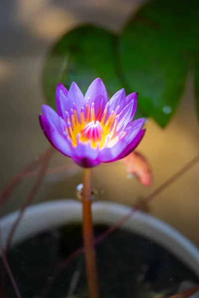 Lotus Couleur Fraîche Avec Des Étamines Jaunes Fleur Lotus — Photo