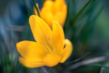 İlkbaharın ilk çiçekleri bahar sarısı çiçek açan çömlek.