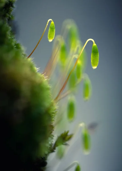 Φρέσκα Φύτρα Και Άνθη Βρύων Μικρά Πράσινα Λαχανάκια Μικρο Πράσινο — Φωτογραφία Αρχείου