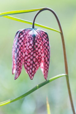 Doğal ortamda nesli tükenmekte olan vahşi bir satranç çiçeğine yakın.