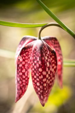 Doğal ortamda nesli tükenmekte olan vahşi bir satranç çiçeğine yakın.