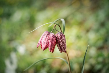 Doğal ortamda nesli tükenmekte olan vahşi bir satranç çiçeğine yakın.