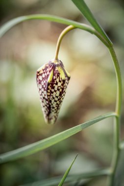 Doğal ortamda nesli tükenmekte olan vahşi bir satranç çiçeğine yakın.