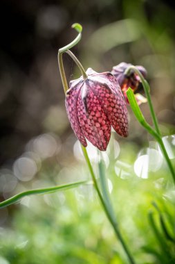 Doğal ortamda nesli tükenmekte olan vahşi bir satranç çiçeğine yakın.