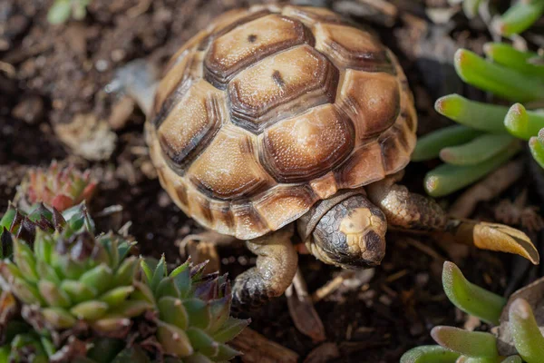 Tartaruga Bebê Terra Com Brotos Plantas Suculentas — Fotografia de Stock