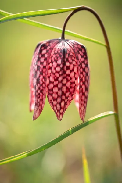 Doğal Ortamda Nesli Tükenmekte Olan Vahşi Bir Satranç Çiçeğine Yakın — Stok fotoğraf