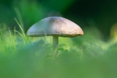 Amanita phalloides zehirli mantar
